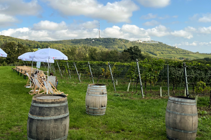 Buschenschank Weingut Cobenzl © Forst- und Landwirtschaftsbetrieb